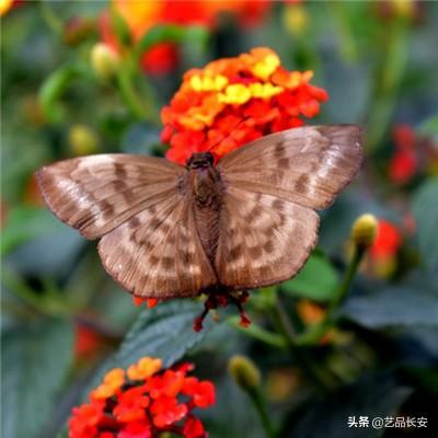 光明契约九游版(暂未上线)v2.0.0 安卓版